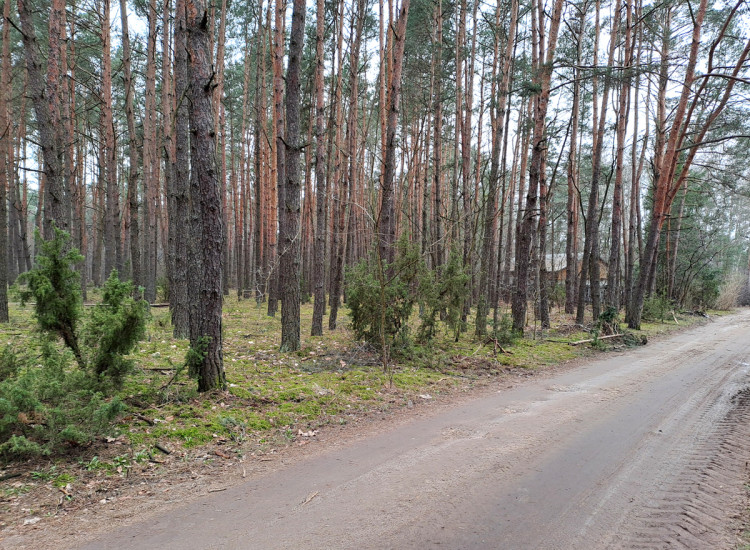 Działka leśna ujęta w MPZP pod zabudowę Rynia