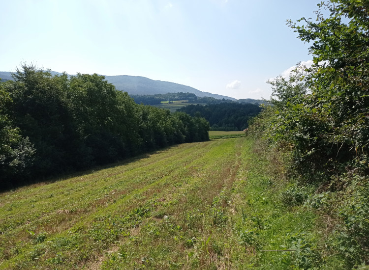 sprzedaż Kierlikówka
