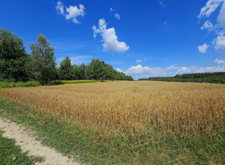 Karczmiska Drugie - ponad 33ar działki rolnej Karczmiska Drugie