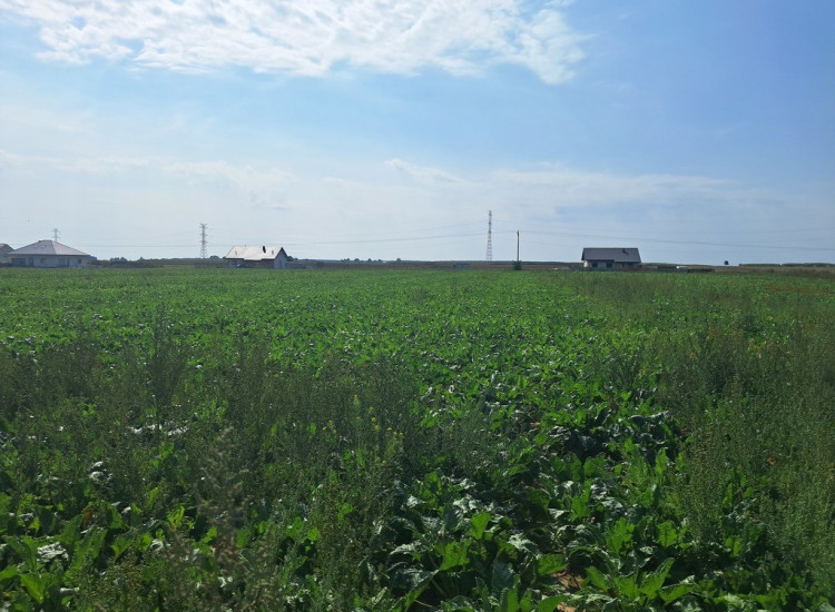 Działka budowalna 16a - Gm. Puchaczów - Turowola. Turowola