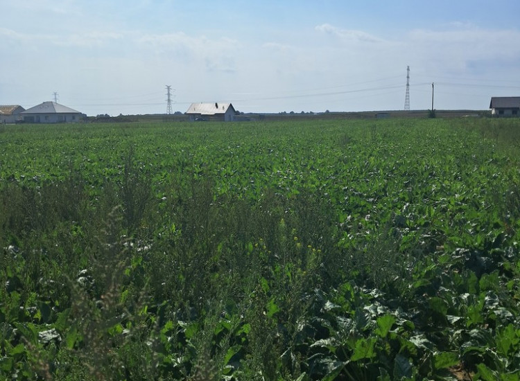 Uzbrojona działka. Gm. Puchaczów Puchaczów