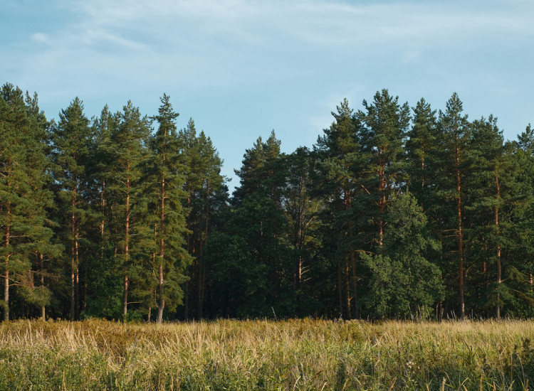 DZIAŁKA LEŚNA- 77 arów Łękawica
