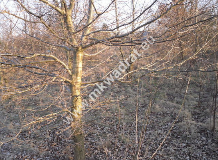 Spokojnie # rodzinnie # pięknie Janinów