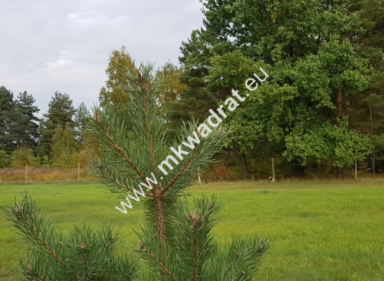 urokliwa działka przy lesie dom 2 -lokalowy Terenia