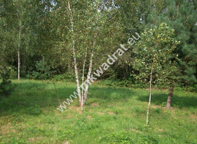 Malownicza działka siedliskowa  13.700m2 Zimna Woda
