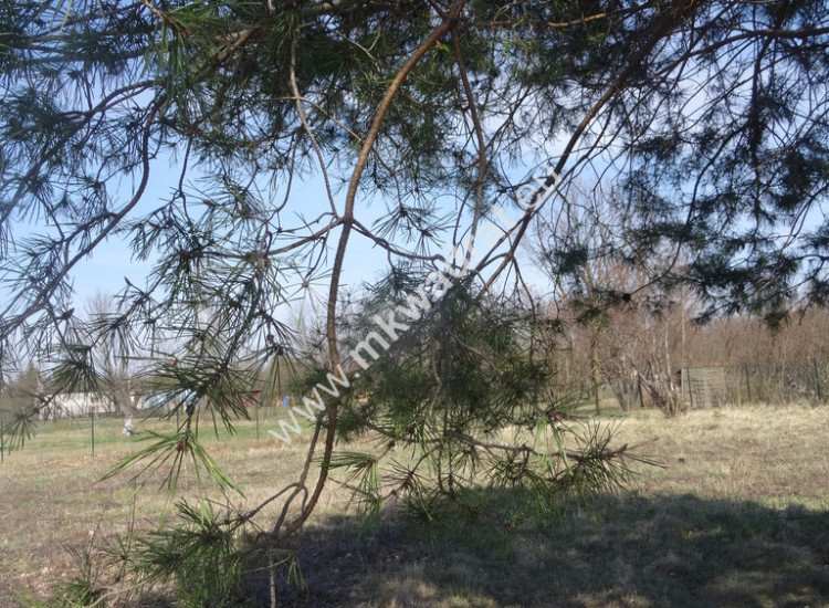 Działka blisko zbiornika komorowskiego Komorów
