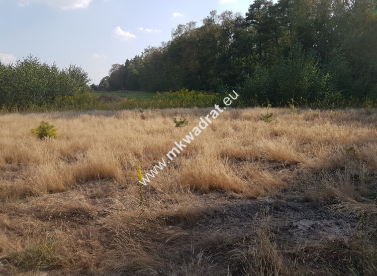 działka przy lesie pod dom 2-lokalowy Kosów