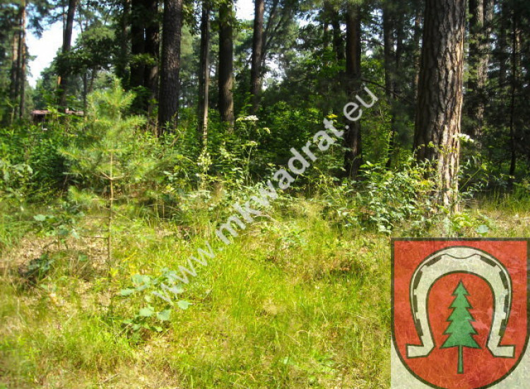 Działka leśna z prawem zabudowy Podkowa Leśna