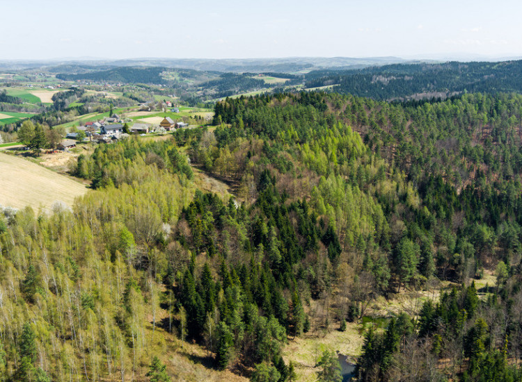 Na sprzedaż pastwisko zalesione w Jastrzębi Jastrzębia