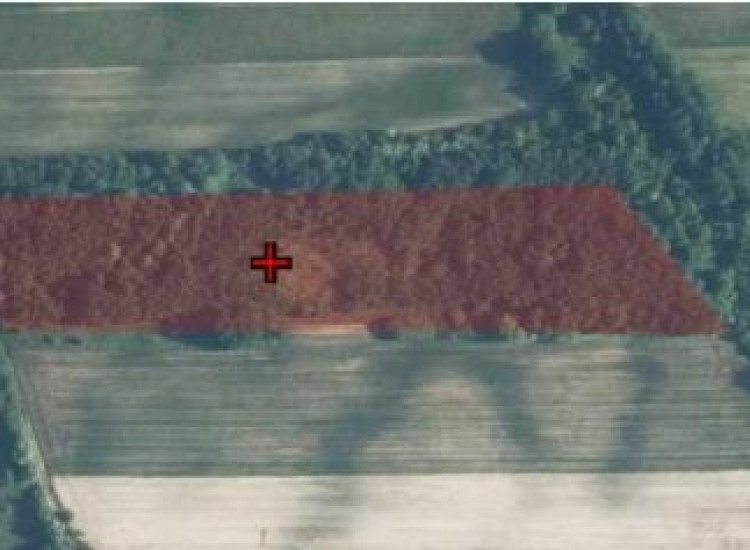 Syndyk sprzeda działkę leśną Lipowiec