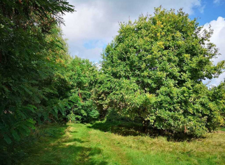 Świeszewo,gm.Gryfice,1.8458ha,Decyzja wz,pod dom. Świeszewo