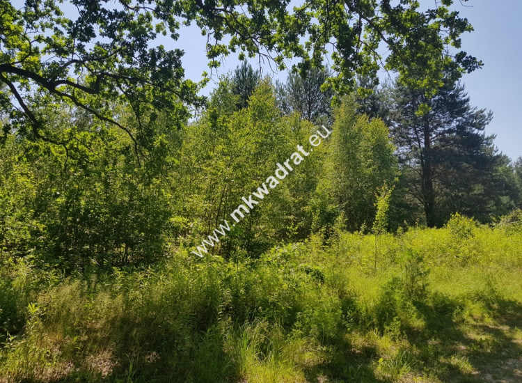 Czarny Las 1825m2 z Planem Zagospodarowania Media! Czarny Las