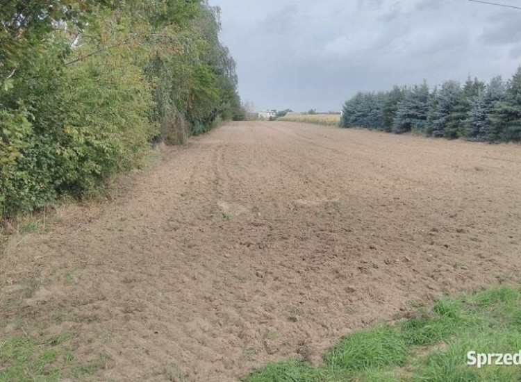 Sprzedam dużą działkę w Jaraczewie koło Jarocina woj. wielkopolskie Jaraczewo