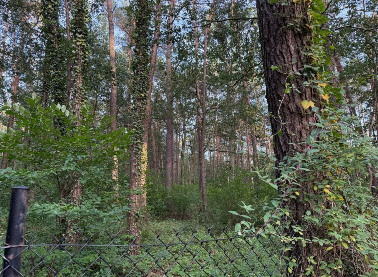 Działka Sokolniki-Las ul.   Sokolniki-Las
