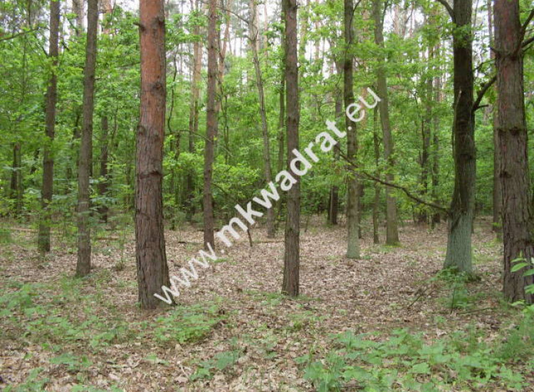 ⭐⭐⭐⭐Wyjątkowa piękna działka leśna z pr. zabud⭐⭐⭐⭐ Marynin