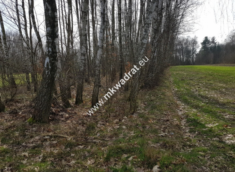 Borszyce gm.Kowiesy działka 7 283 m Borszyce