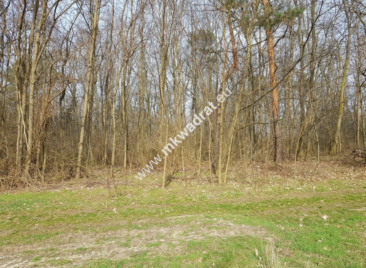 Borszyce gm. Kowiesy działka 2514 m Borszyce