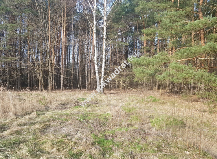 ⭐⭐⭐⭐2500 m2 urokliwa działka przy lesie z MPZP⭐⭐⭐⭐ Bieniewiec