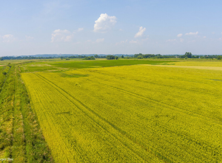 Działka rolna Szczurowa- Brzesko-Małopolska Szczurowa