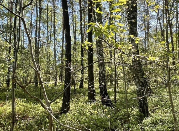 Działki na sprzedaż – Ciemne k. Radzymina Ciemne