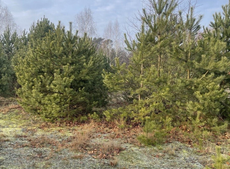 Działka 2050 m² pod zabudowę letniskową. Józefów