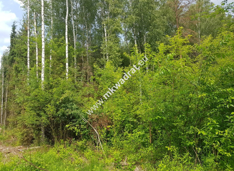 Działka 5000 m² Piotrkowice Piotrkowice