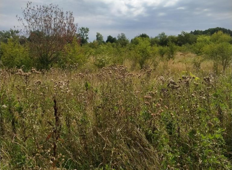 DZIAŁKA PYRZYCE GM. PYRZYCE POW.3001M2. Pyrzyce