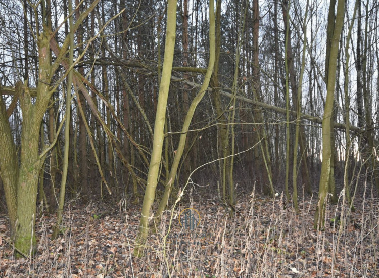 Działka Jawidz ul.   Jawidz