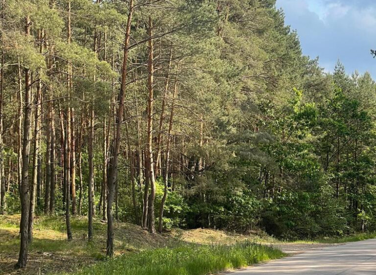 Działka o pow.6883 m² w zielonej okolicy. Ruda