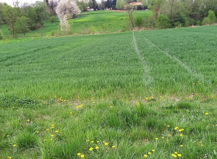 Działka budowlana 19,73 ar w Błędowie Tyczyńskiej Chmielnik