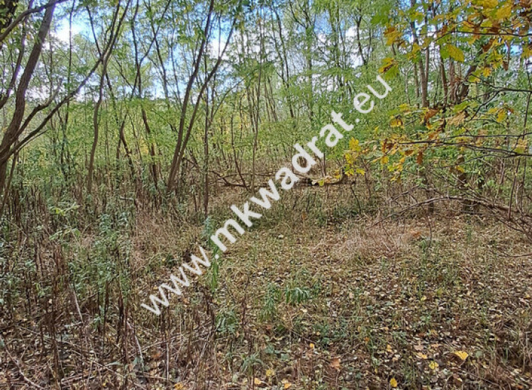 ⭐⭐⭐⭐⭐ SUPER - budowlana 1000m2 Pod Kampinosem Wyględy