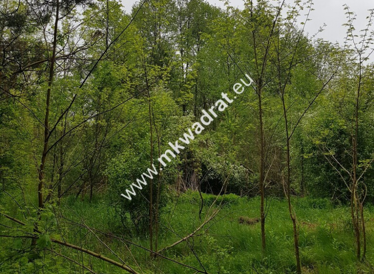 Korabiewice działka leśna Korabiewice