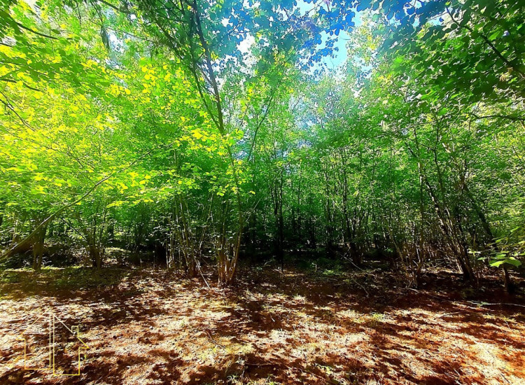*Działka leśna*0,2 ha*Łupianka Stara*gm. Łapy* Łupianka Stara
