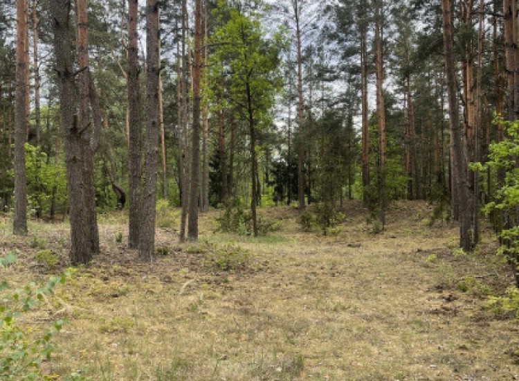 Działka w lesie 2064 m² - letniskowa i całoroczna Radzymin