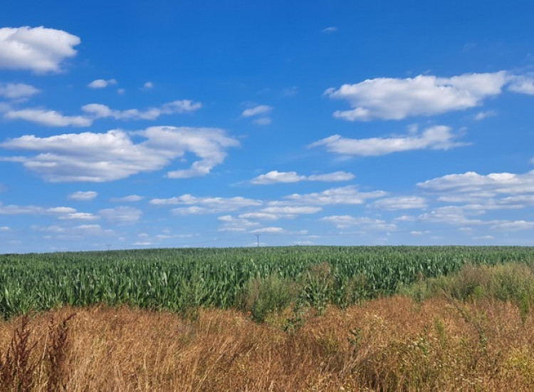 Miłków Kolonia. Działka budowlana 50 a. 179000 zł Miłków-Kolonia