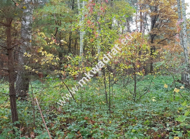 DZIAŁKA  leśna z prawem zabudowy droga gminna Siestrzeń