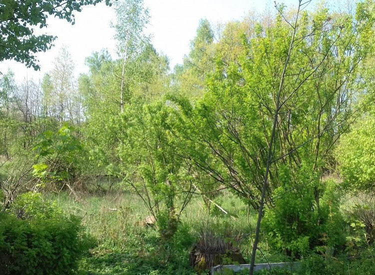 Działka Siemonia Siemonia