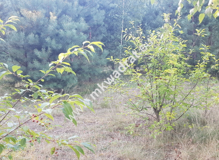 Działka w drugiej linii zabudowy Osowiec