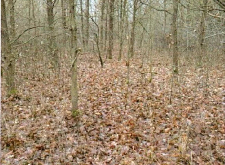 Nieruchomość - Starachowice Starachowice
