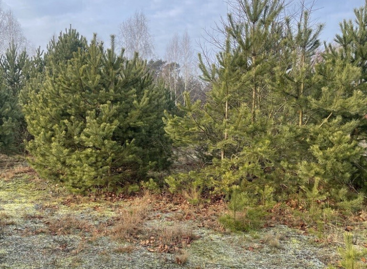 Działka 1050 m² pod zabudowę letniskową. Józefów