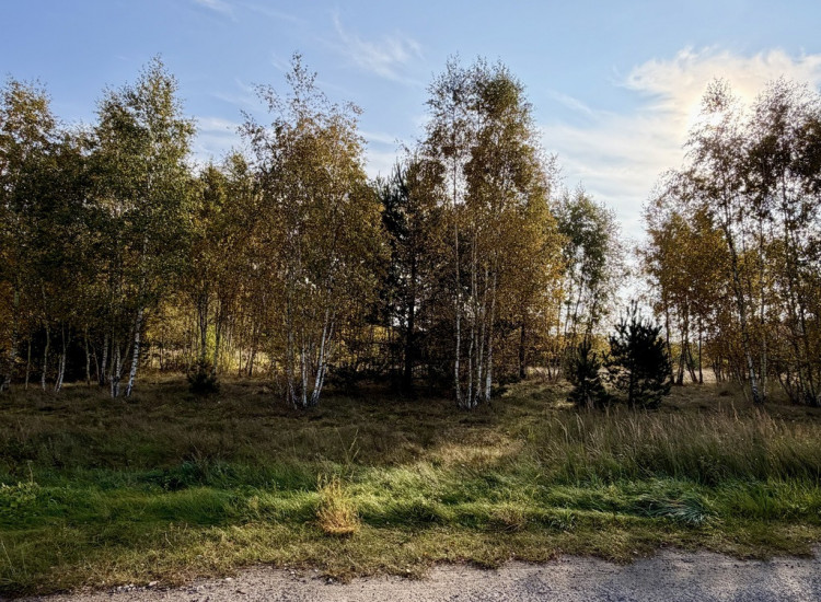Miękowo | Duża działka przy lesie – 3 980 m² | 796 000 zł Miękowo